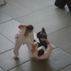Trening Aikido w Anshin Dojo ��d�